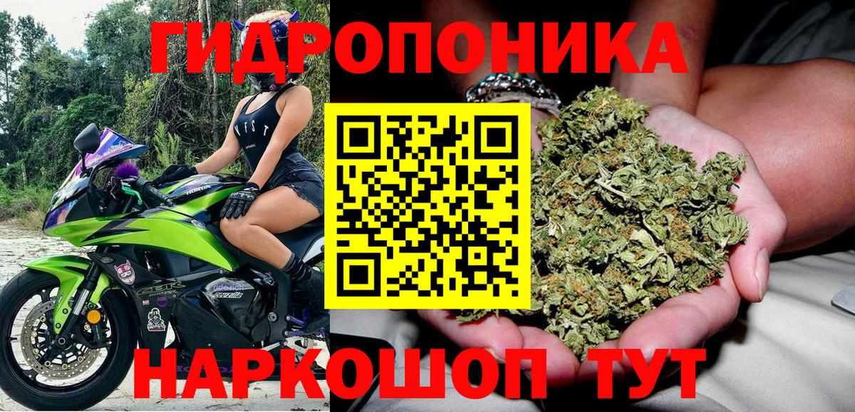 Конопля индика Шуя